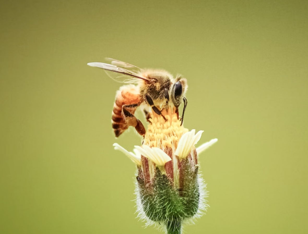 bijen en oversterfte